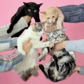 Buy Kinoko Teikoku - Neko To Allergie Mp3 Download