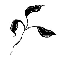 Purchase Zakè - Regeneration (With Anthéne)