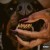 Buy Leon Thomas - Mutt Deluxe: Heel CD2 Mp3 Download