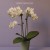 Buy Moon Orchids - Moon Orchids Mp3 Download