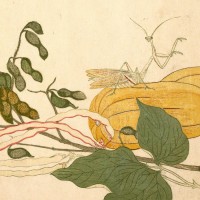 Purchase Chypho - Entomongaku