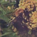 Buy Broncho - Natural Pleasure Mp3 Download