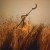 Buy Patrick Wolf - Crying The Neck Mp3 Download