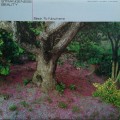 Buy Strangeness Beauty - Back To Nowhere (Vinyl) Mp3 Download