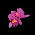 Buy Opeth - Orchid (Abbey Road Remaster) Mp3 Download