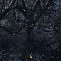 Purchase Trelldom - ...By The Shadows...