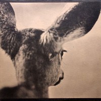 Purchase Sharkey - Signposts (Vinyl)