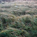 Buy Steve Gunn - Music For Writers Mp3 Download