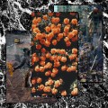 Buy Waste - In Bloom Mp3 Download