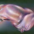 Buy Walt Disco - The Warping Mp3 Download