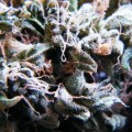 Buy Dope Smoker - Legalize It Mp3 Download