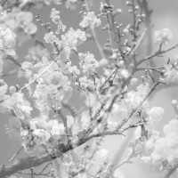 Purchase Masabumi Kikuchi - Hanamichi - The Final Studio Recording Vol. 2