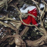 Purchase Hannah Frances - Nested In Tangles
