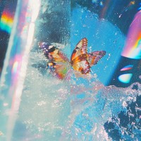 Purchase Daphni - Butterfly