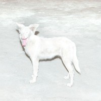 Purchase AO - Malandra