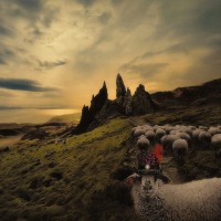 Purchase Franck Carducci - Sheeple