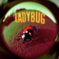 Purchase Jutes - Ladybug