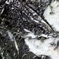 Buy Phase47 - Earth Room Mp3 Download