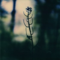 Purchase Zakè - Revector